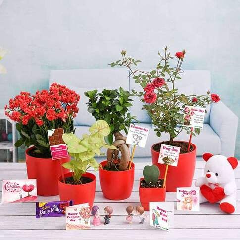 Valentine Week Gift Combo Plants Pack